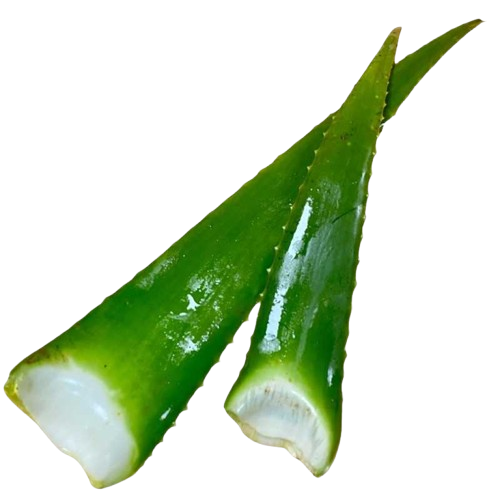 Aloe vera ecologiques 1 feuilla removebg preview